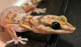 壁虎视频,探索未知世界的视觉盛宴